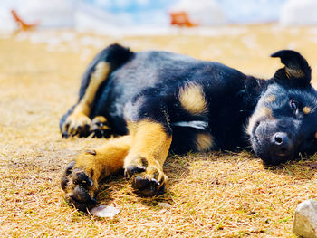 Dog lying down on land