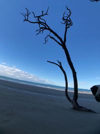 Bare tree on beach against blue sky