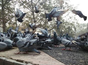 Birds perching on railing