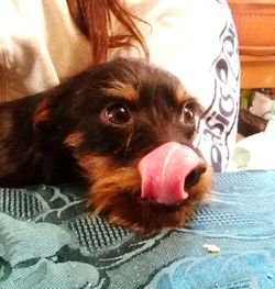 Close-up portrait of dog