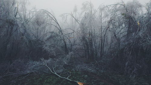 Bare trees in forest during foggy weather