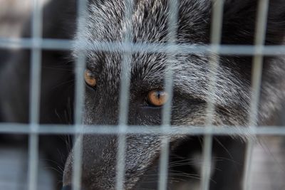 Portrait of dog in cage