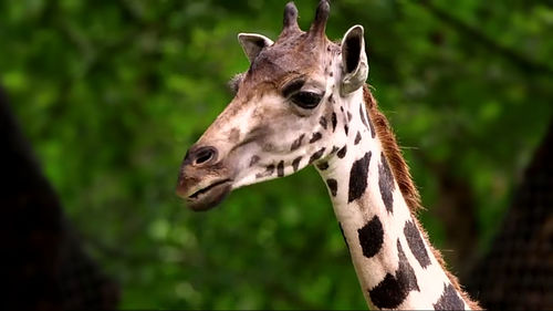 Portrait of giraffe in zoo