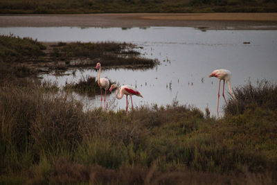 animal wildlife