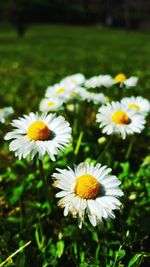 Close-up of yellow flowers blooming on field