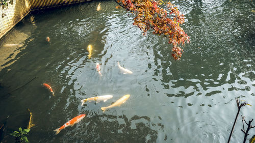 High angle view of koi carps swimming in lake