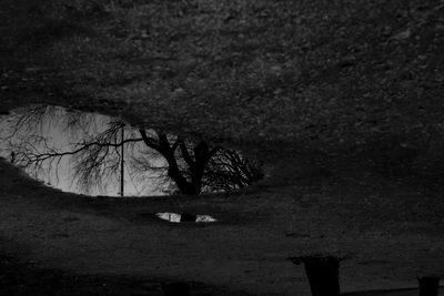 Bare tree on landscape against sky at night