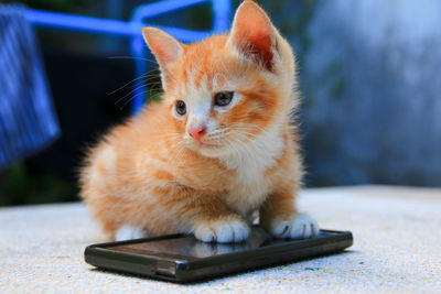 Close-up of a cat