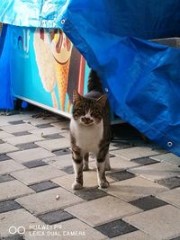 Portrait of cat on footpath