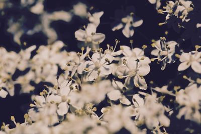 Close-up of white flowers