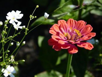 Close-up of pink flowering plant