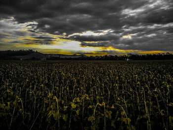 Scenic view of field against sky during sunset