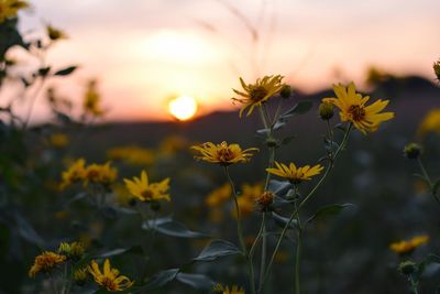 Close-up of yellow flowering plant during sunset