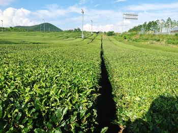 Scenic view of vineyard against sky