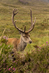 Deer standing on grassy field