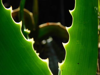 Close-up of fresh green leaf