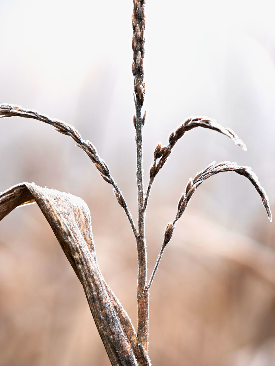 CLOSE-UP OF FROZEN PLANTS