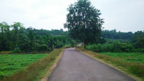 Road passing through forest