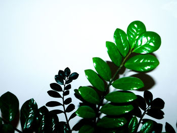 Close-up of plant against white background