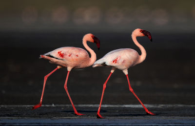 View of two birds on land