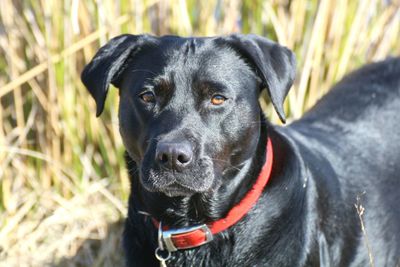 Close-up portrait of black dog