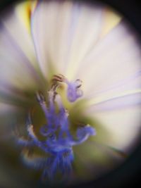 Close-up of purple crocus flower