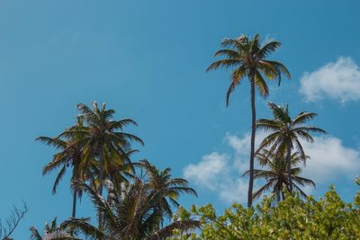 Low angle view of palm trees against blue sky