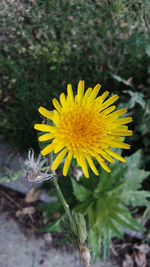 Close-up of yellow flower on field