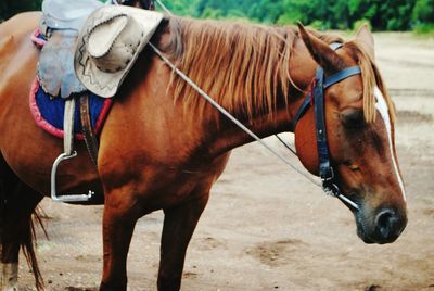 Close-up of horse on sand