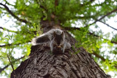 Low angle view of bird on tree