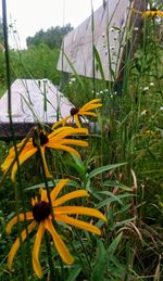 Yellow flowers blooming on field