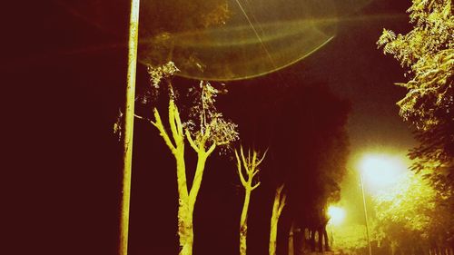 Close-up of tree against sky at night