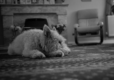 Dog lying on floor at home