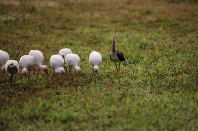 Flock of american white ibis eudocimus albus forages for food with one juvenile with brown feathers