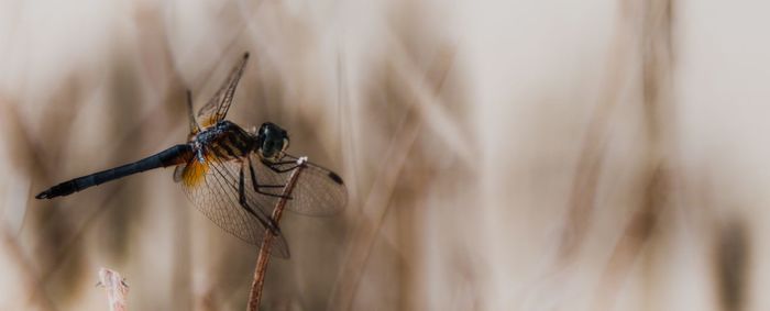 Close-up of insect on wall