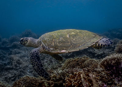 View of turtle in sea