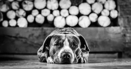 Close-up portrait of dog relaxing on floor