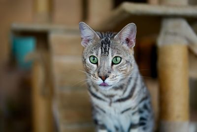 Close-up portrait of tabby cat