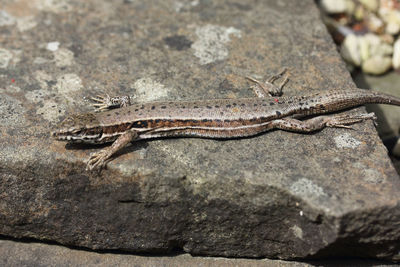 Close-up of lizard on rock