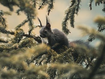 View of squirrel on tree