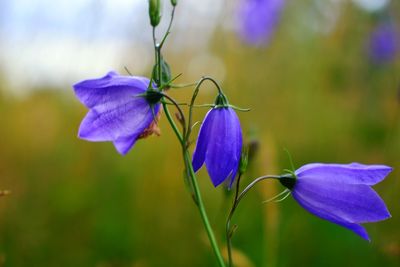 Close-up of purple flowering plant