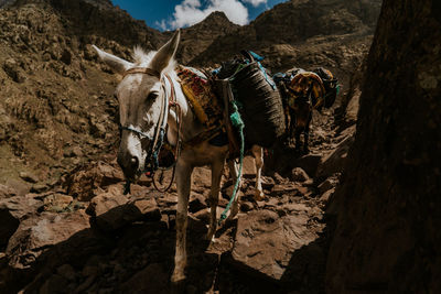 Panoramic view of a horse on field