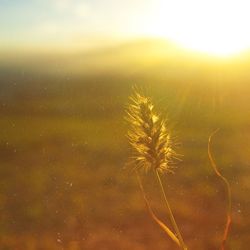 Scenic view of landscape at sunset