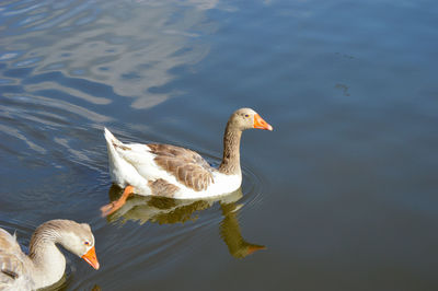 High angle view of ducks swimming in lake