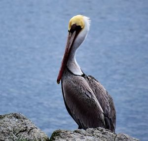 Close-up of pelican perching on rock by lake