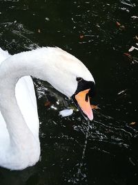 High angle view of swan swimming in lake