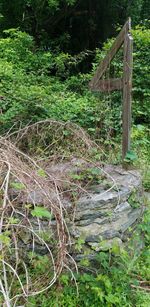 Plants and trees in park