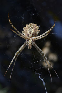 Araneidae. argiope lobata spider on a spiderweb in natural habitat