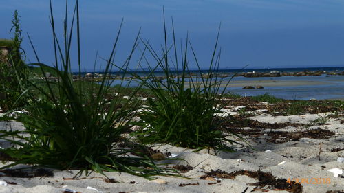 Plants growing on beach against sky