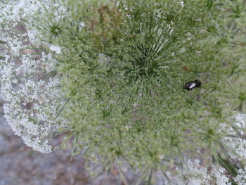 Close-up of insect on tree